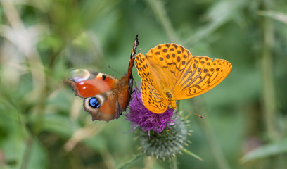 schmetterlinge