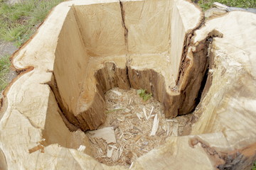 square cut in the trunk of a tree