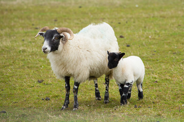 Black face sheep isle of Mull Scotland uk with horns and white and black legs
