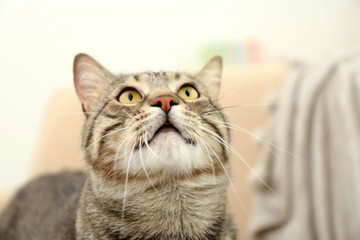 Portrait of grey tabby cat on blurred background