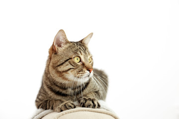 Portrait of grey tabby cat on light background