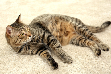 Grey tabby cat lying on beige carpet