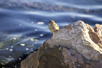 house sparrow