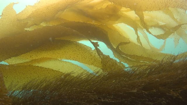 Увлекательные подводные погружения в подводных садах ламинарий близ Калифорнии.