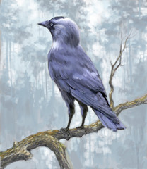 Hand-drawn Jackdaw on a branch