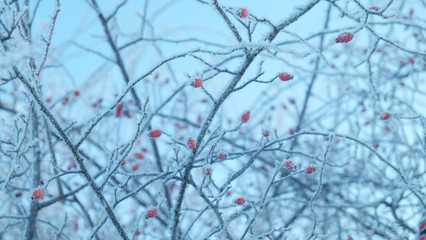 briar winter, snow,  view