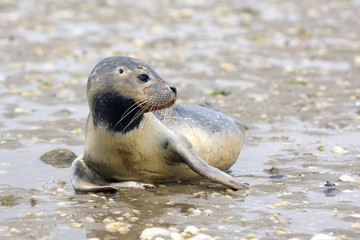Naklejka premium The harbor (or harbour) seal (Phoca vitulina), also known as the common seal ,a young on a beach full of shells