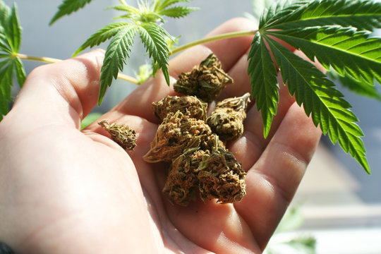 Marijuana Plant With Buds In Hand Stock Photo High Quality 