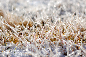 frost winter grass