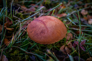Single mushroom in the grass. Carpathians. Autumn 2016