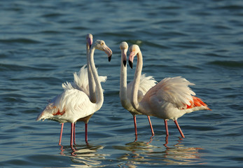Main building of IIT Roorkee, construction started in 1852