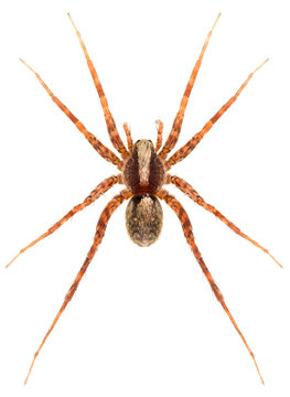 Pardosa lugubris spider is a wolf spider isolated on white background. Dorsal view of spider.