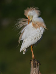 Cattle egret arranging the plumage
