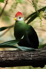 The red-crested turaco (Tauraco erythrolophus), portrait