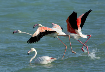 Flamingos, Aker, Bahrain 