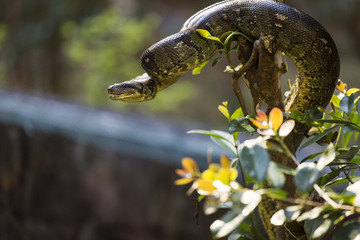 Snake in wilde life on a tree