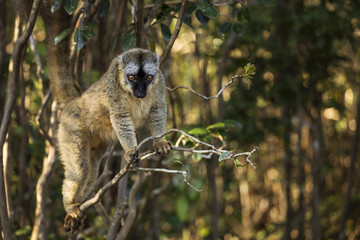 Lemur in their natural habitat, Madagascar.