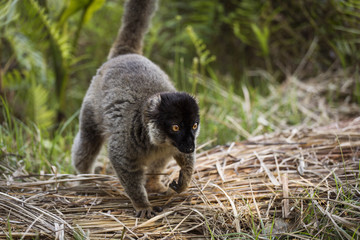Lemur in their natural habitat, Madagascar.