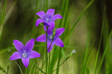 BELLFLOWER - WILDFLOWERS IN THE MEADOW