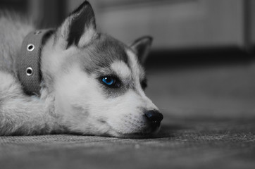Husky piercing blue eyes in Black and white colors