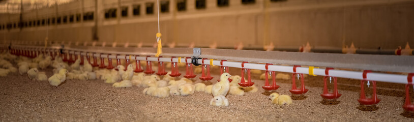 Hähnchenmast - junge Broiler liegen auf Einstreu, Banner © Countrypixel