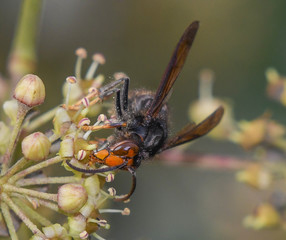 Asian hornet feeding nectar on ivy