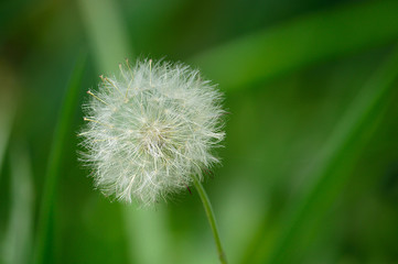 Fototapeta premium Closeup of a dandelion