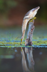 Squacco heron fishing