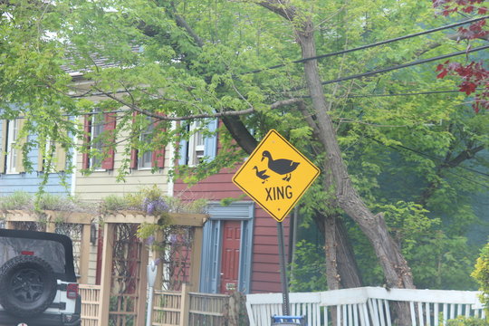 Country Rural Yellow Duck and Duckling Crossing Road Sign