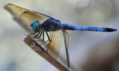 Dragonfly At Rest