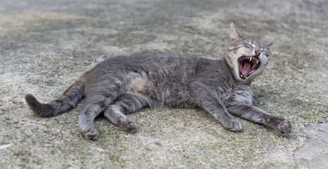 Cat yawns lying in the street