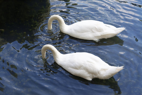 Pair of swans in lake