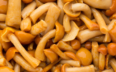 Shimeji mushrooms brown fumgi varieties Background.