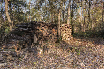 Sunlight On The Logs