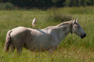 Cattle egret riding on a white horse 