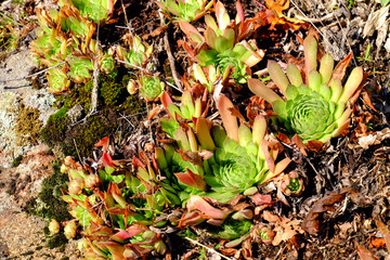 Beautiful succulent plants growing on ground