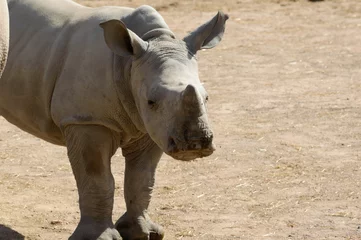 Tuinposter Neushoorn Baby rhino close up