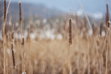 cattail winter