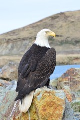 Eagle