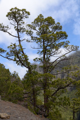 Fototapeta na wymiar Kanarische Kiefer auf La Palma