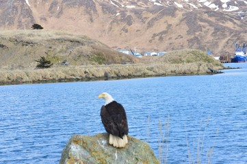 eagle by the bay