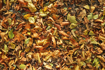 Close up view of fallen leaves in autumn park