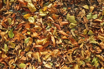 Close up view of fallen leaves in autumn park