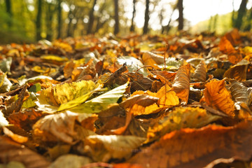 Close up view of fallen leaves in autumn park