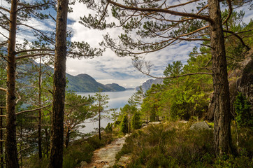 Fototapeta na wymiar Lysefjord forest