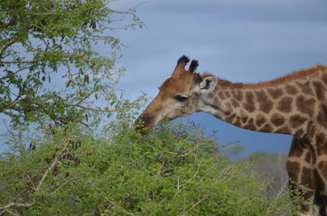 Obraz premium Giraffe