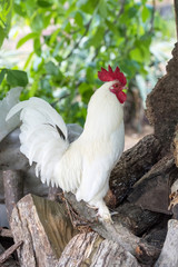 White proud Cock.Rooster in the farm