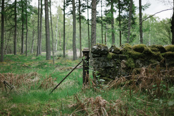 Schottischer Wald / Alte Hütte