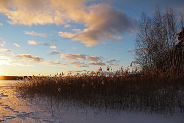 Christmas background with winter forest at sunset.