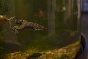 African Clawed Frog